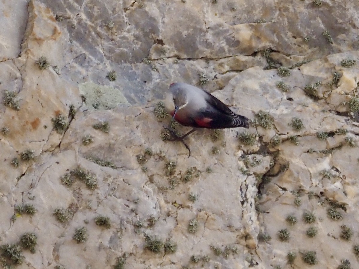 Mauerläufer - ML644863089