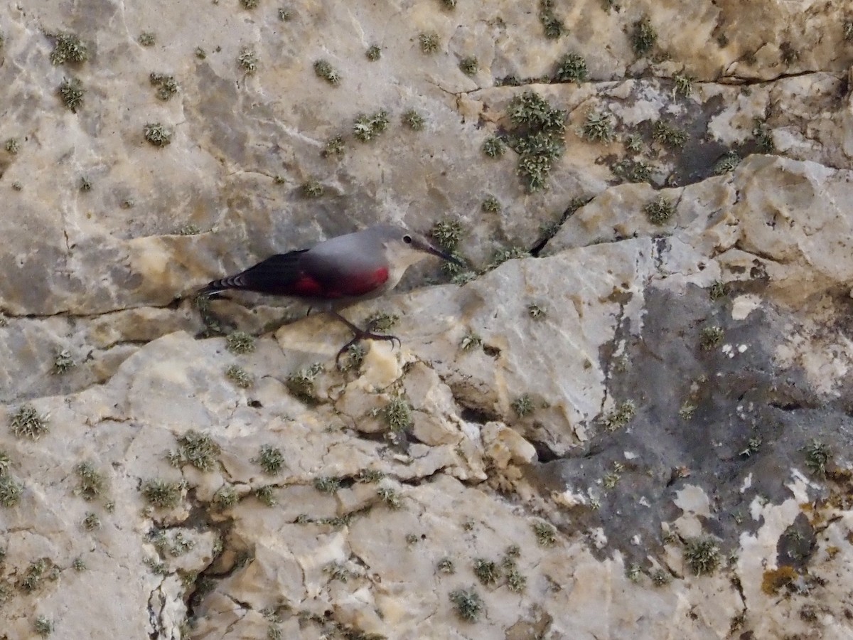 Mauerläufer - ML644863090