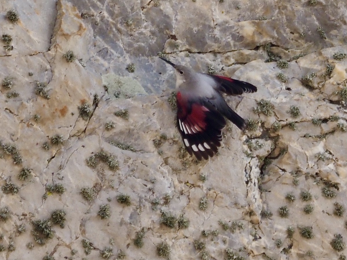 Mauerläufer - ML644863091