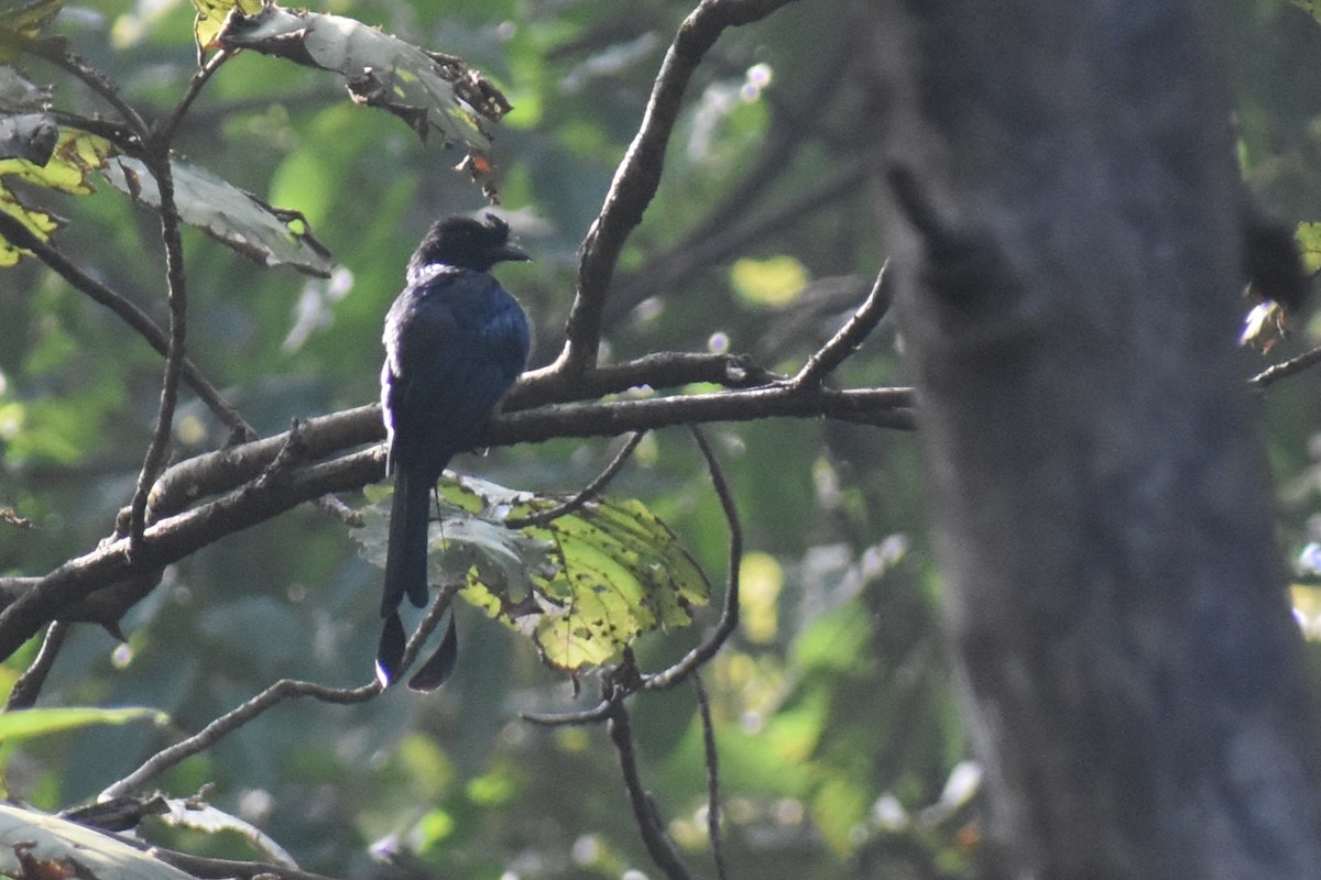 drongo vlajkový - ML644863092