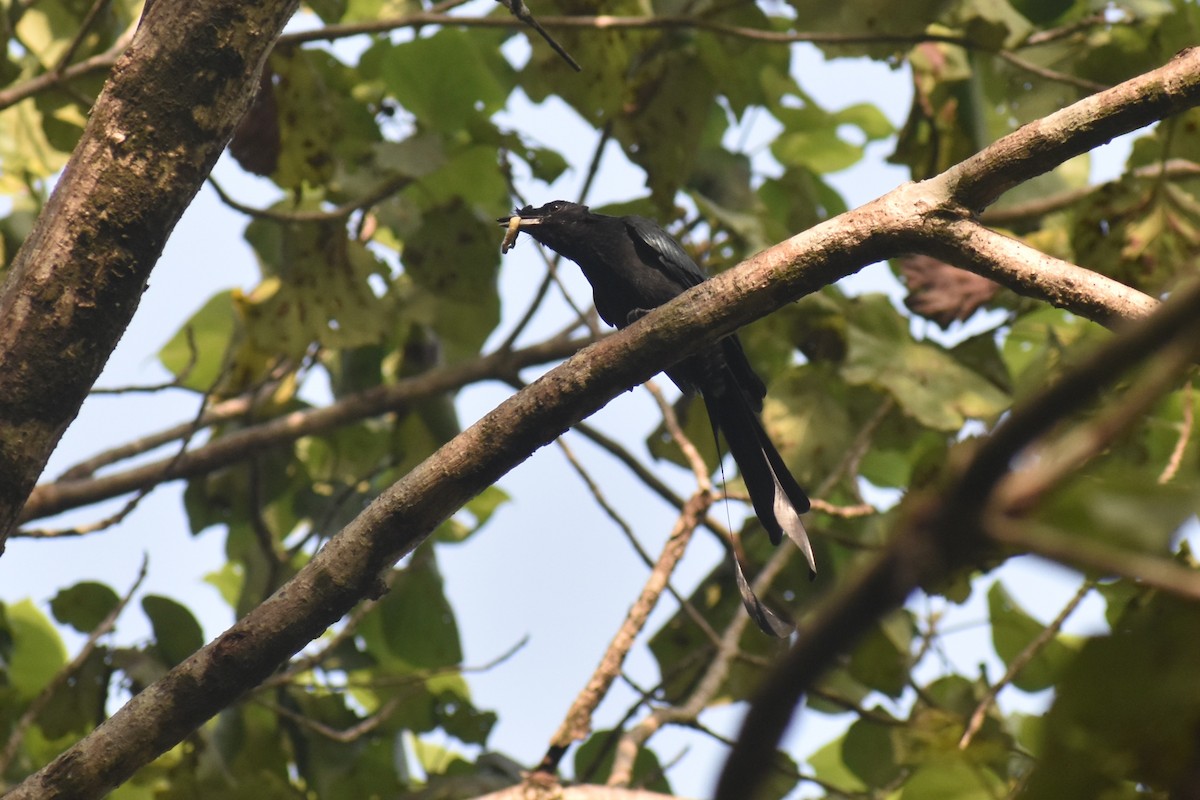 drongo vlajkový - ML644863093