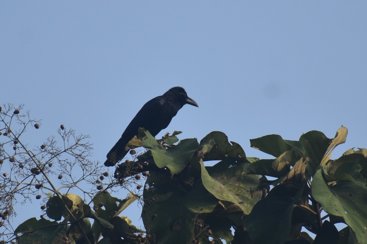 vrána tlustozobá (ssp. culminatus) - ML644863098