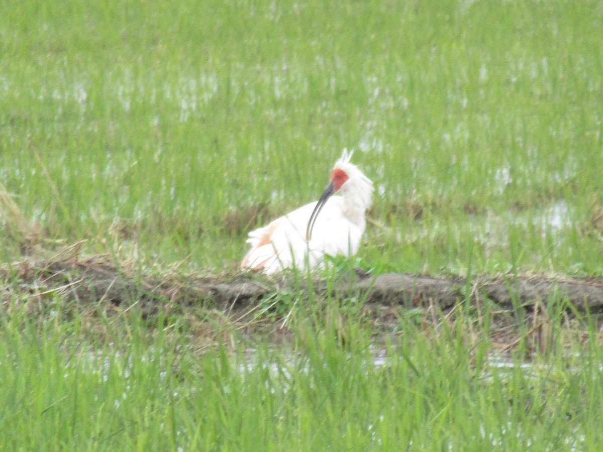 japanibis - ML644863104