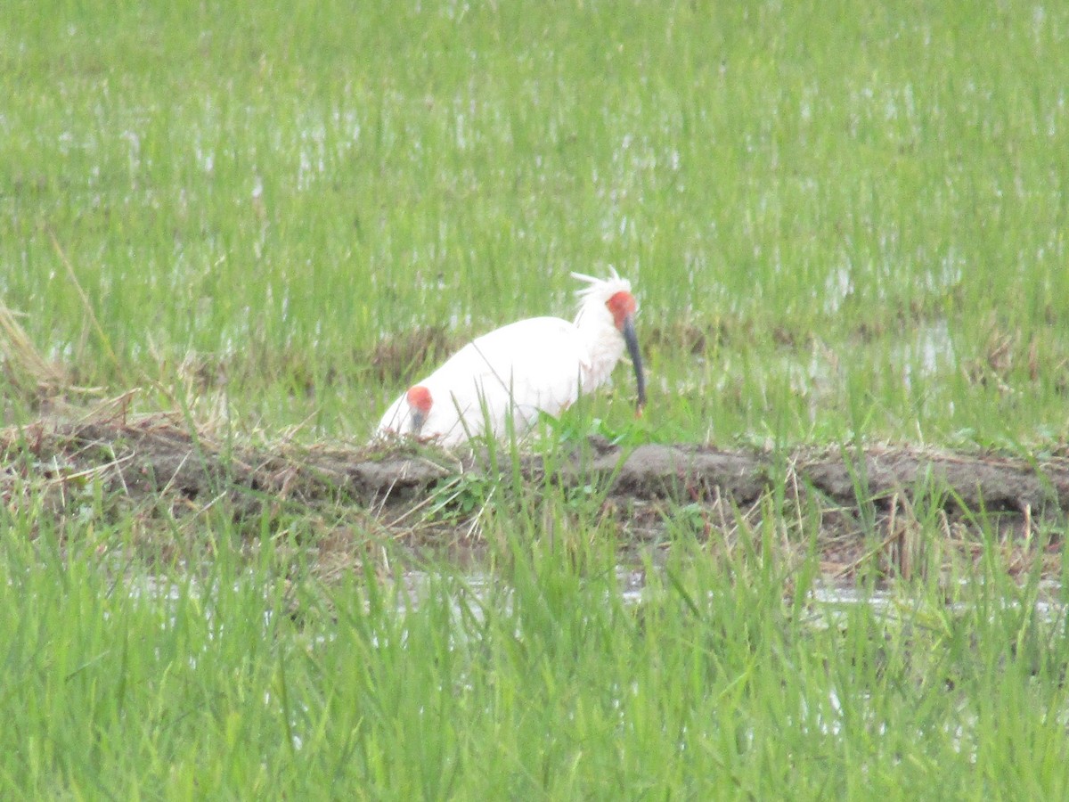 japanibis - ML644863105