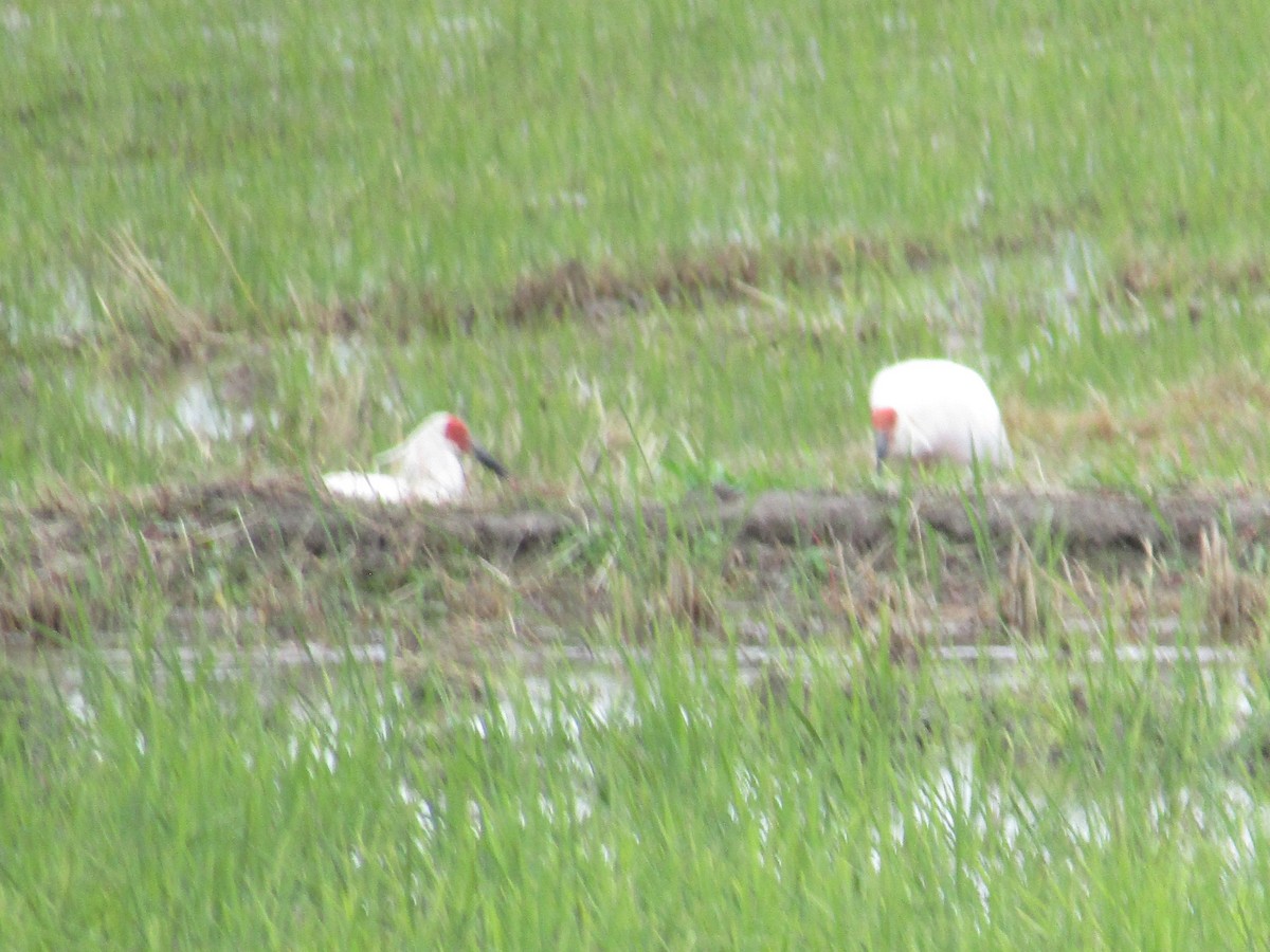 japanibis - ML644863106