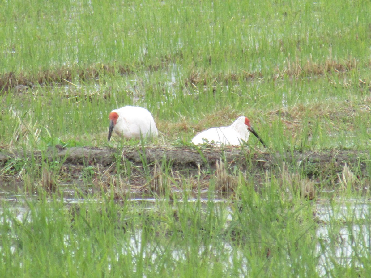 japanibis - ML644863107