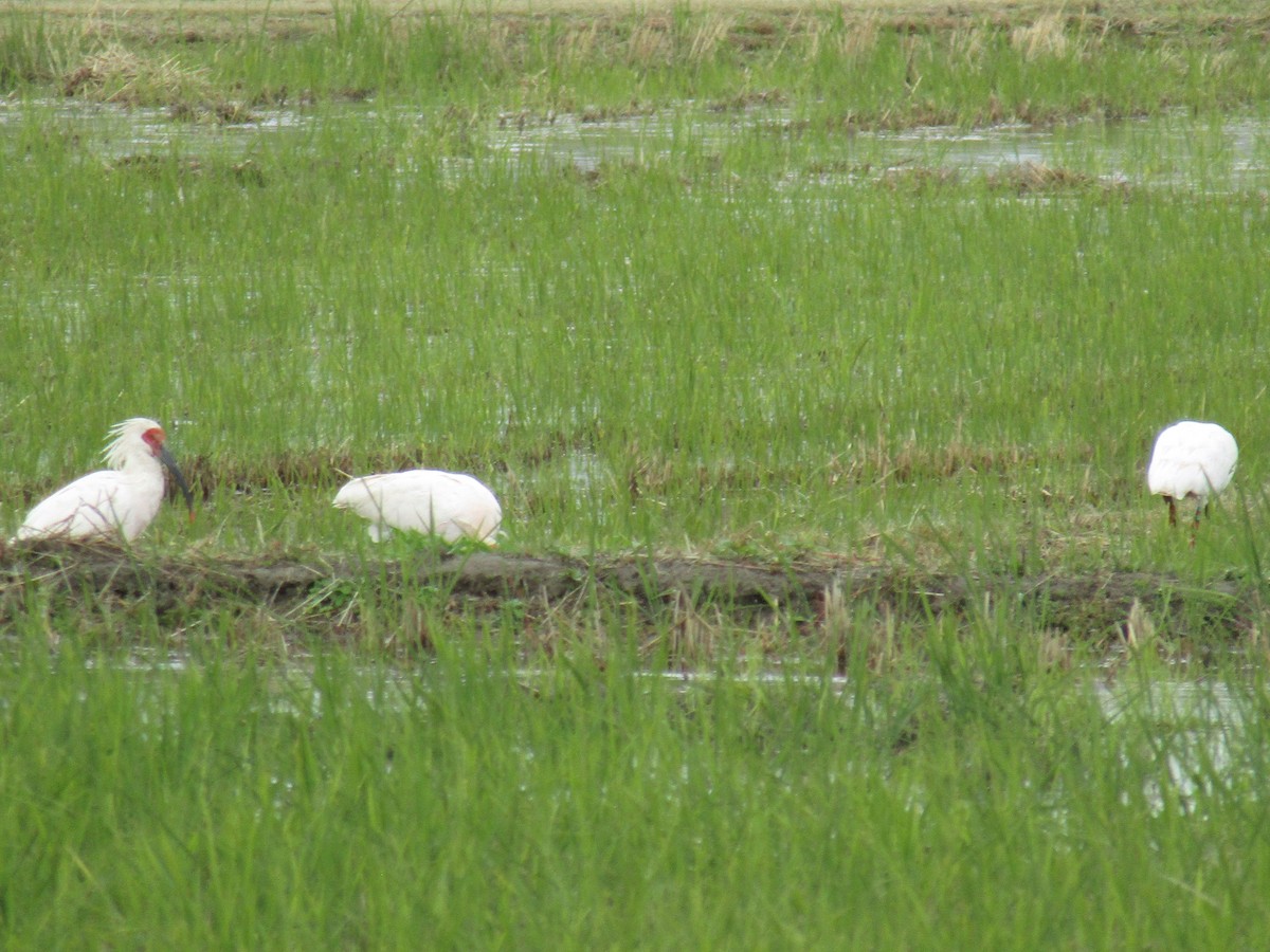 japanibis - ML644863108