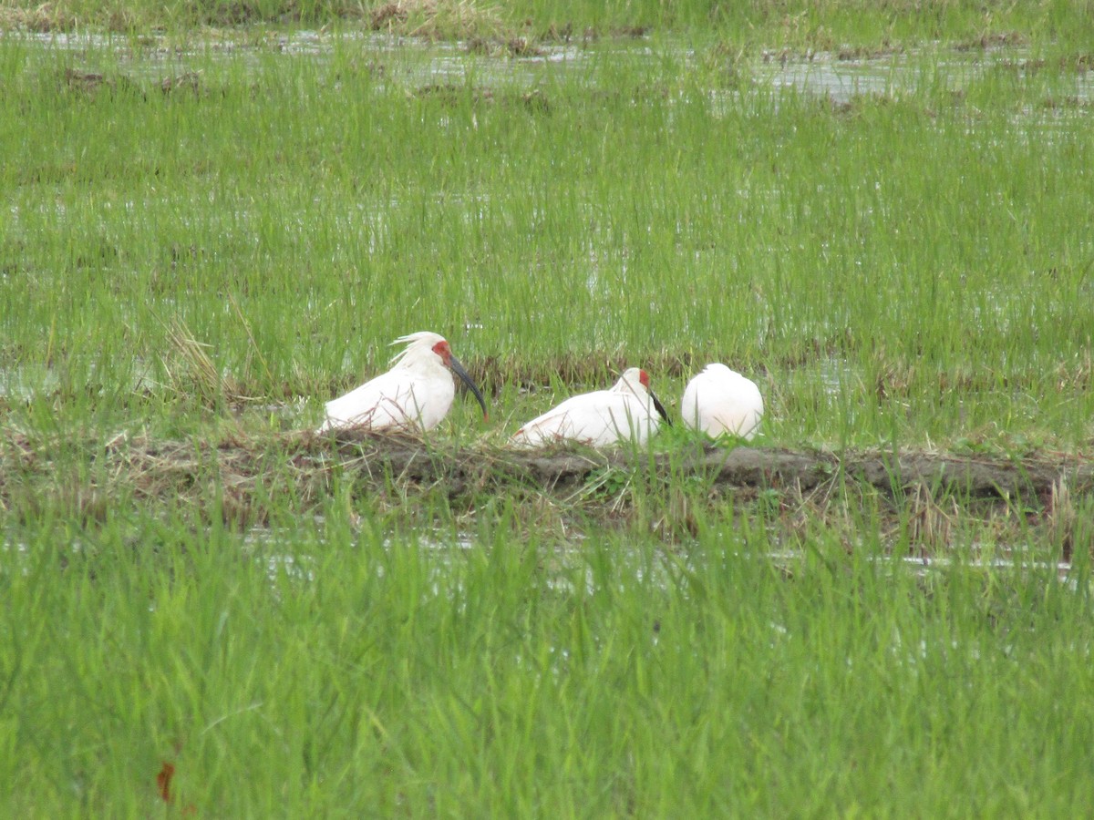 japanibis - ML644863109