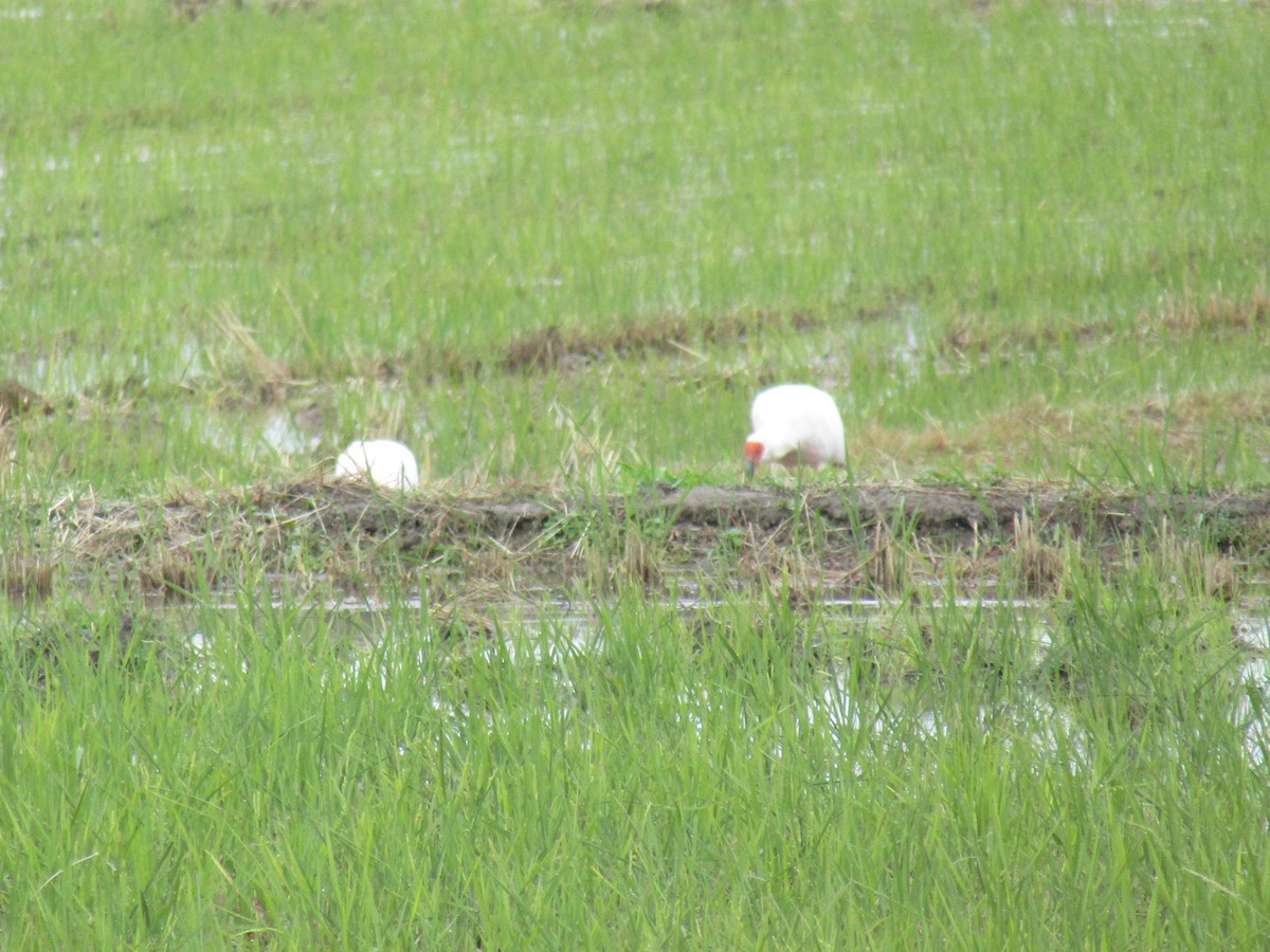 japanibis - ML644863110