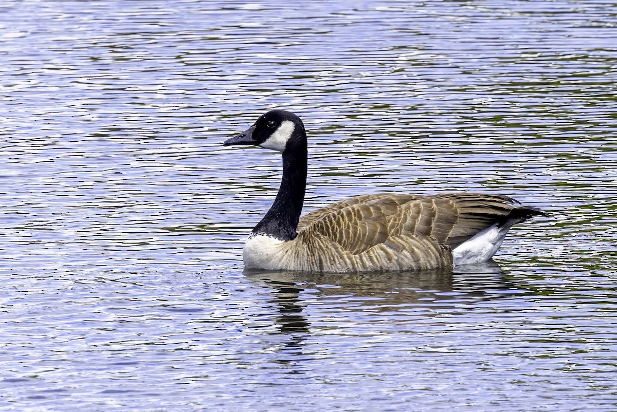 Canada Goose - ML644863113