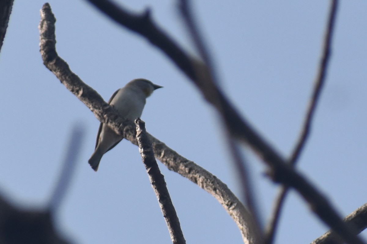 vrabec hnědoramenný - ML644863114