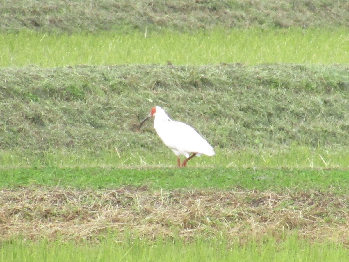 japanibis - ML644863121