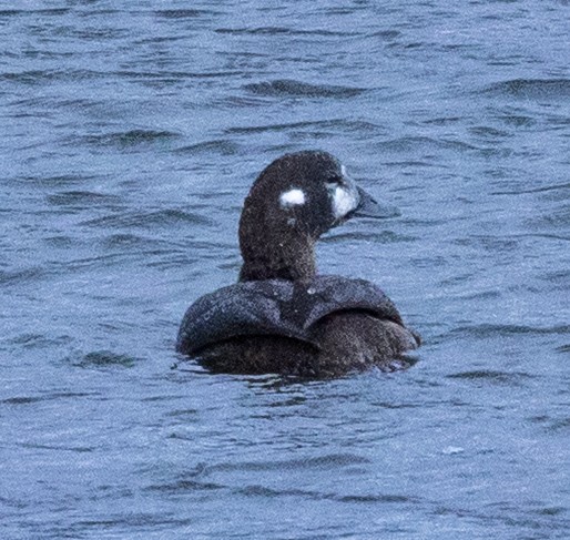 Harlequin Duck - ML644863125