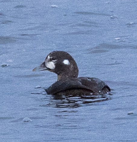 Harlequin Duck - ML644863143