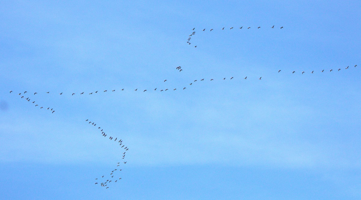 Double-crested Cormorant - ML644863161