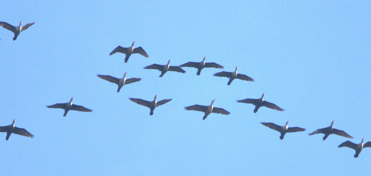 Double-crested Cormorant - ML644863162