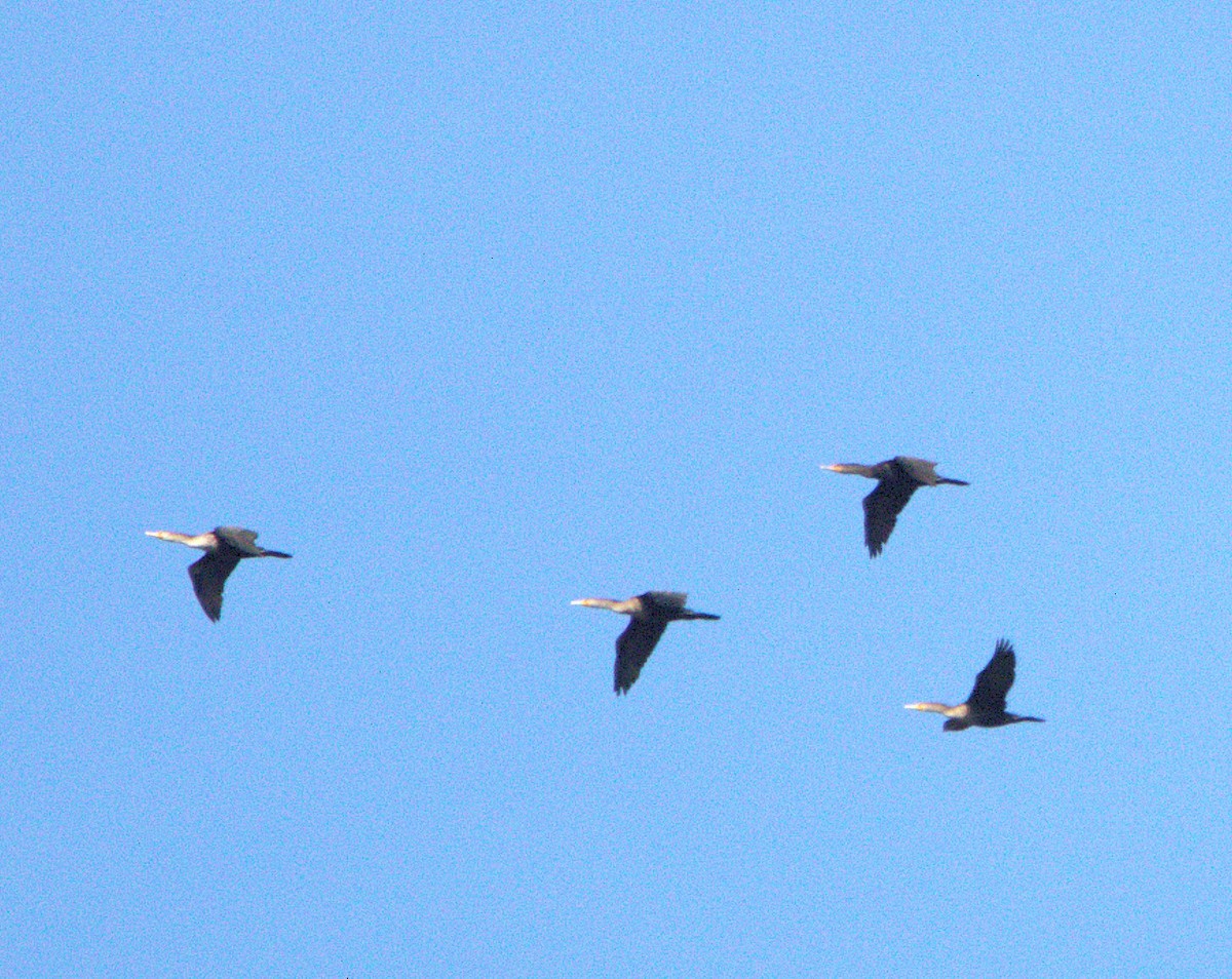 Double-crested Cormorant - ML644863163