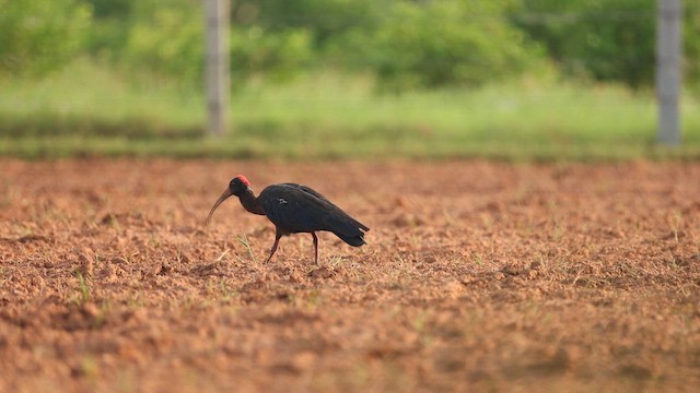 Red-naped Ibis - ML644863173