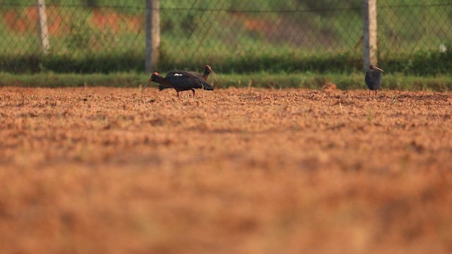 Red-naped Ibis - ML644863174