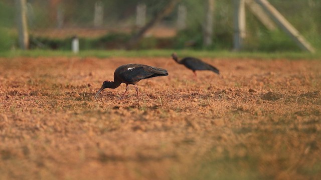 Red-naped Ibis - ML644863177