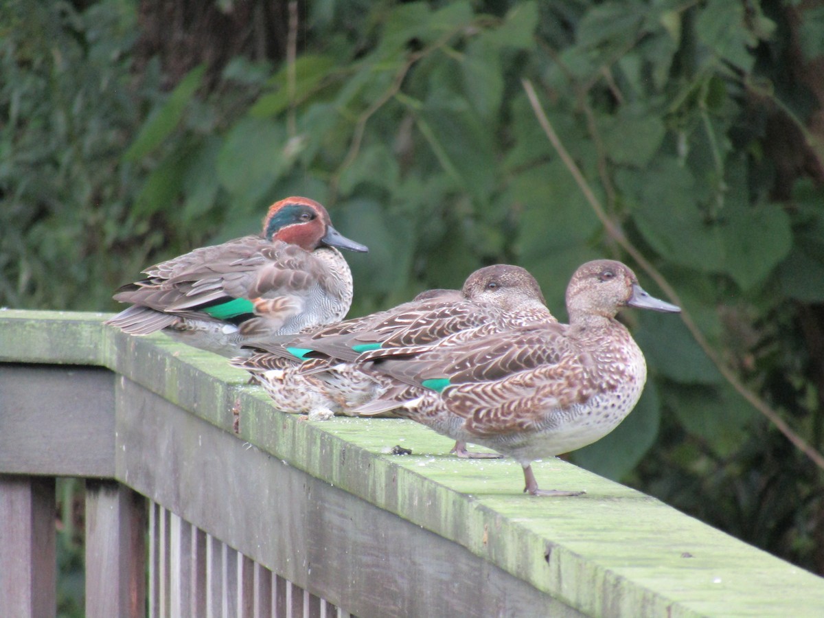 krikkand (crecca) - ML644863189