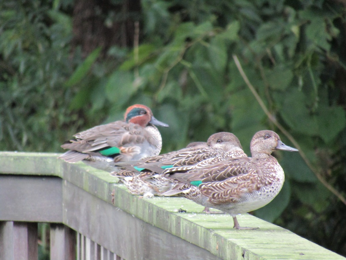 krikkand (crecca) - ML644863190