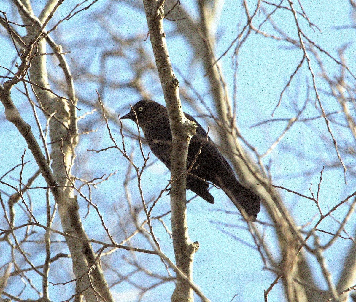 Rusty Blackbird - ML644863196