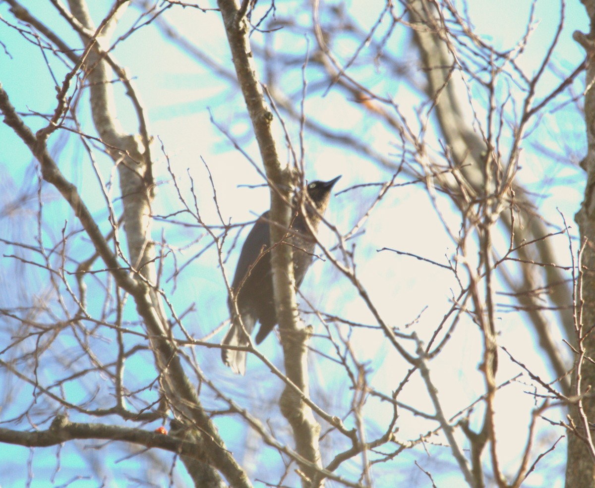 Rusty Blackbird - ML644863197