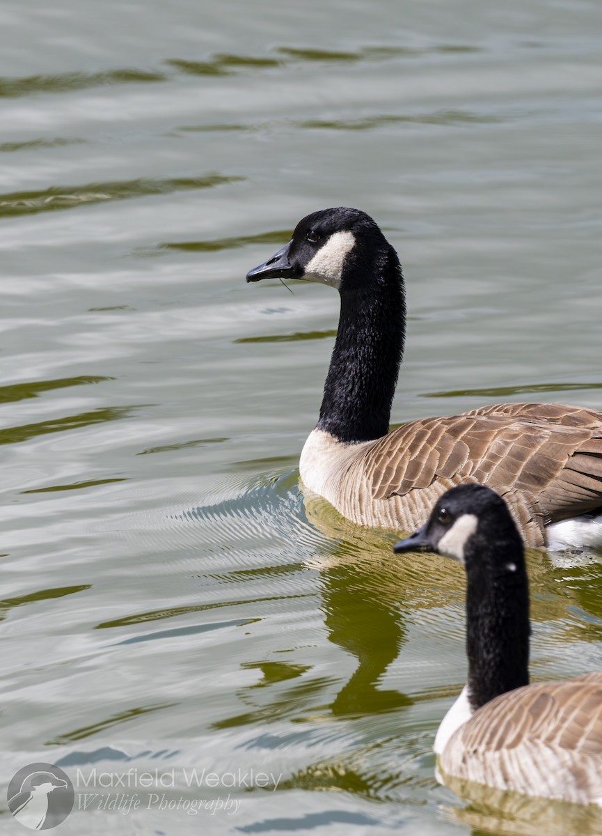 Canada Goose - ML644863198