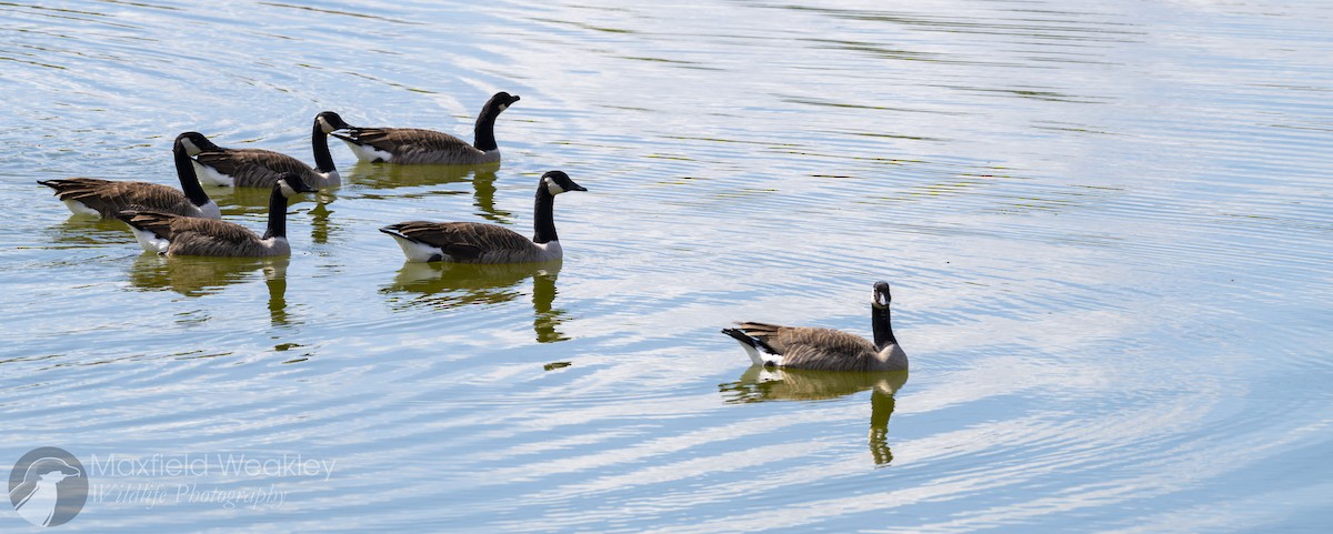Canada Goose - ML644863199