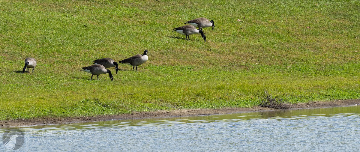 Canada Goose - ML644863201