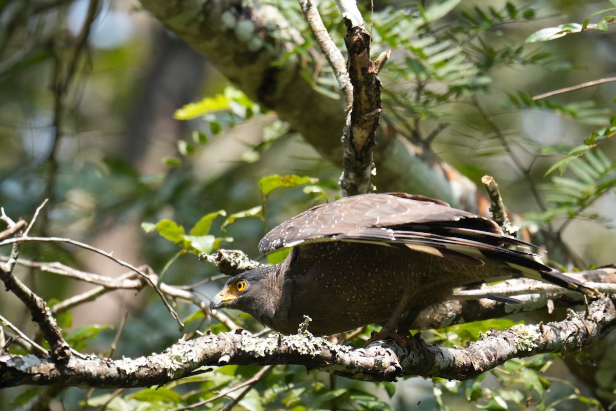 Haubenschlangenadler - ML644863202