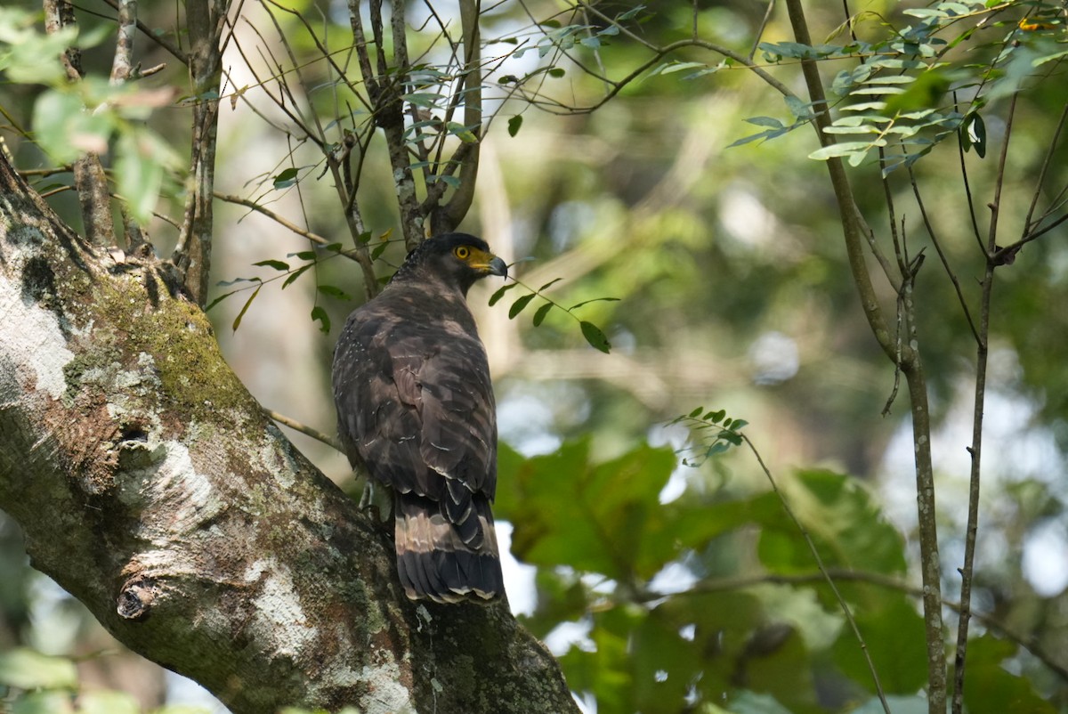 Haubenschlangenadler - ML644863203