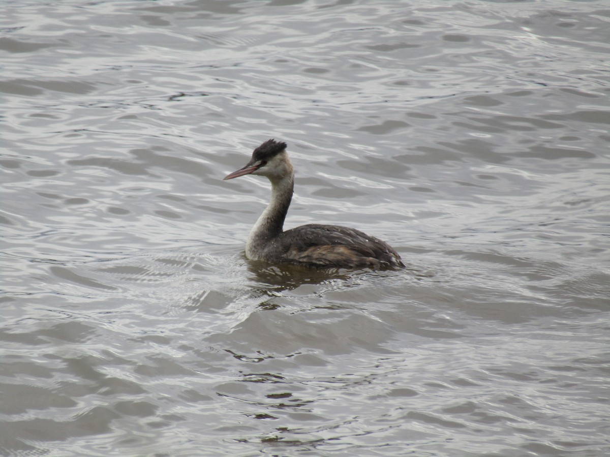 toppdykker - ML644863209