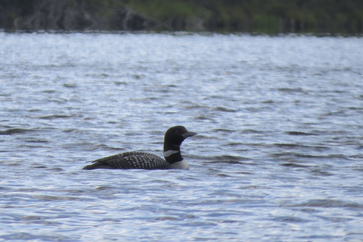 Common Loon - ML644863216