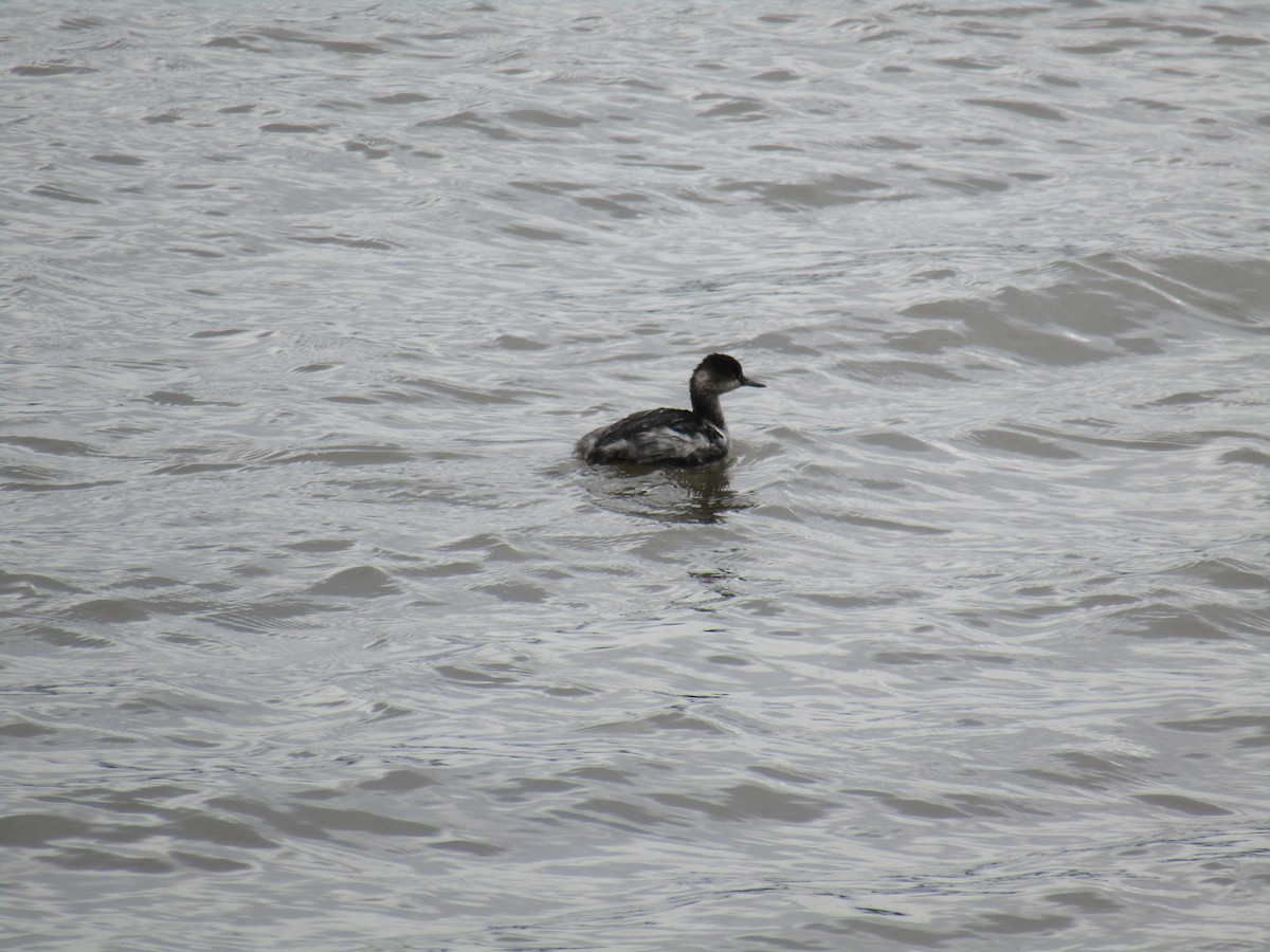 svarthalsdykker - ML644863219