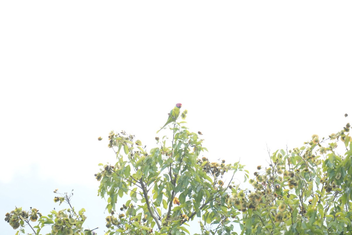 コセイインコ - ML644863237