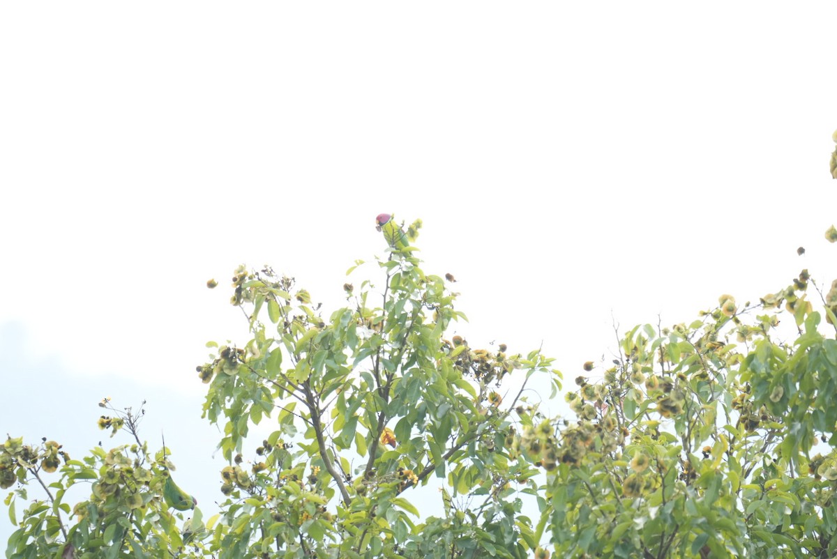 コセイインコ - ML644863238