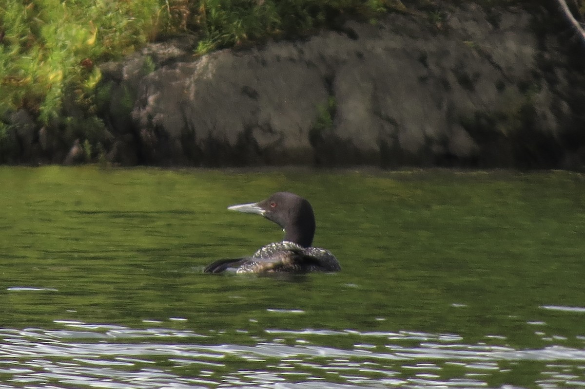 Common Loon - ML644863253
