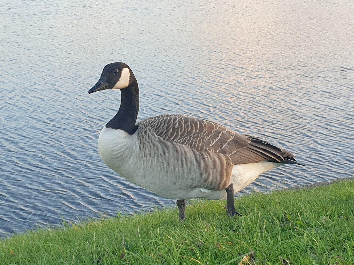 Canada Goose - ML644863261