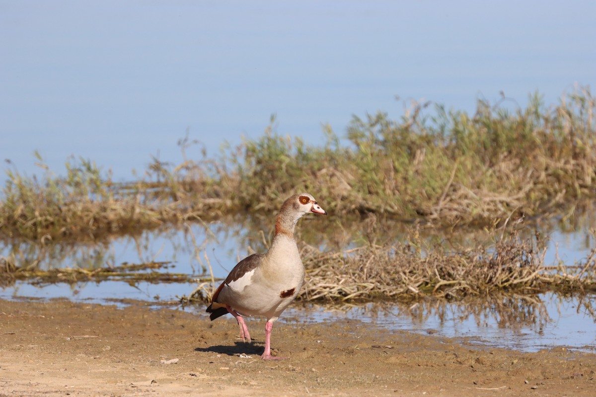 Egyptian Goose - ML644863262