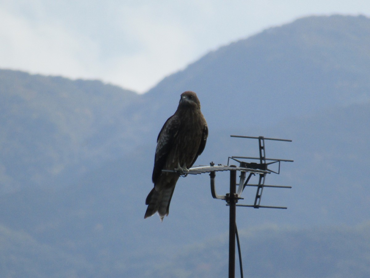 svartglente - ML644863268