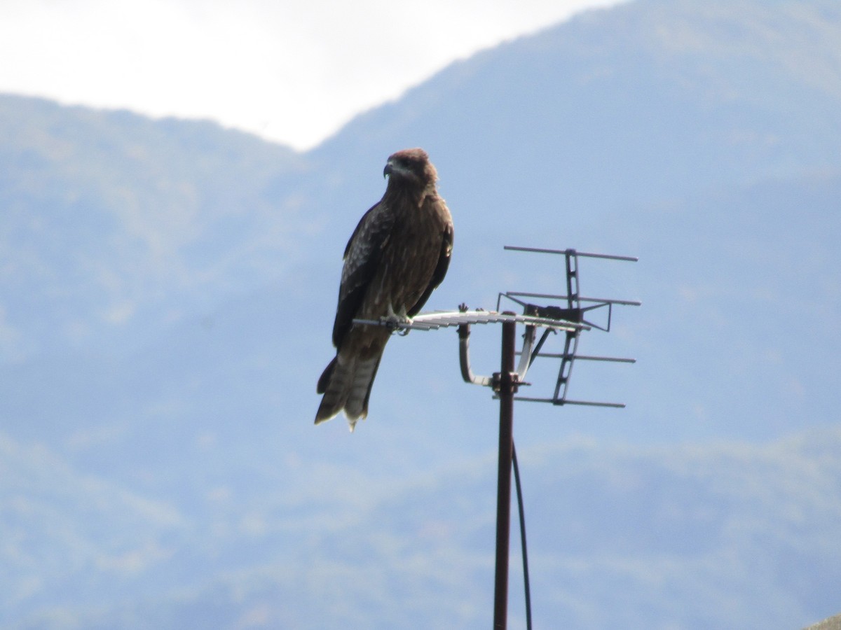 svartglente - ML644863269