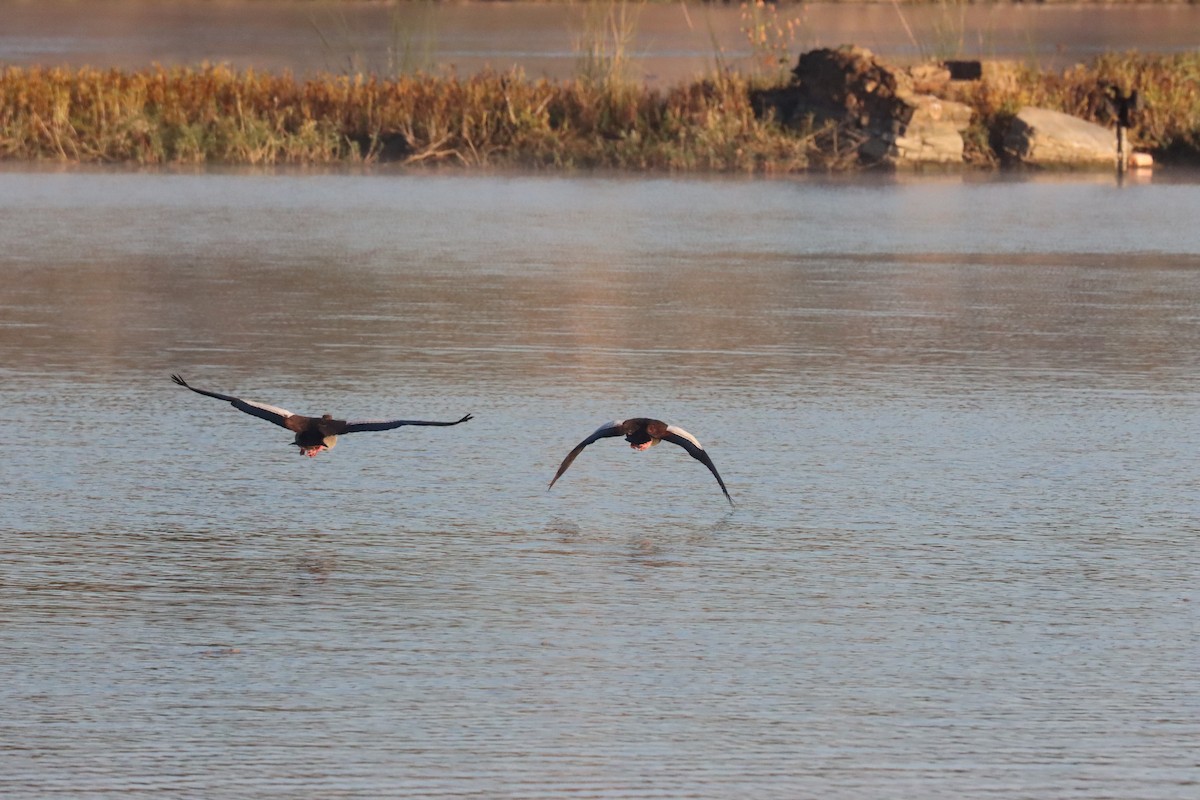 Egyptian Goose - ML644863290