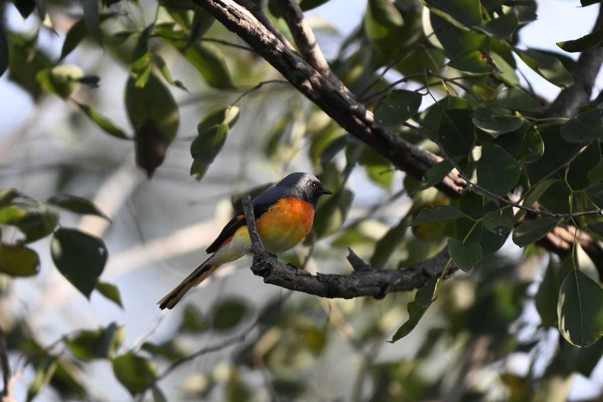 Small Minivet - ML644863292