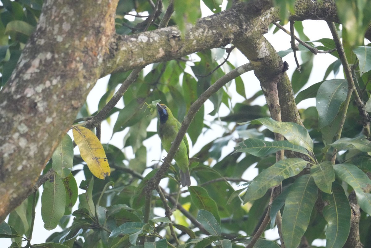 Золотолобая листовка - ML644863298