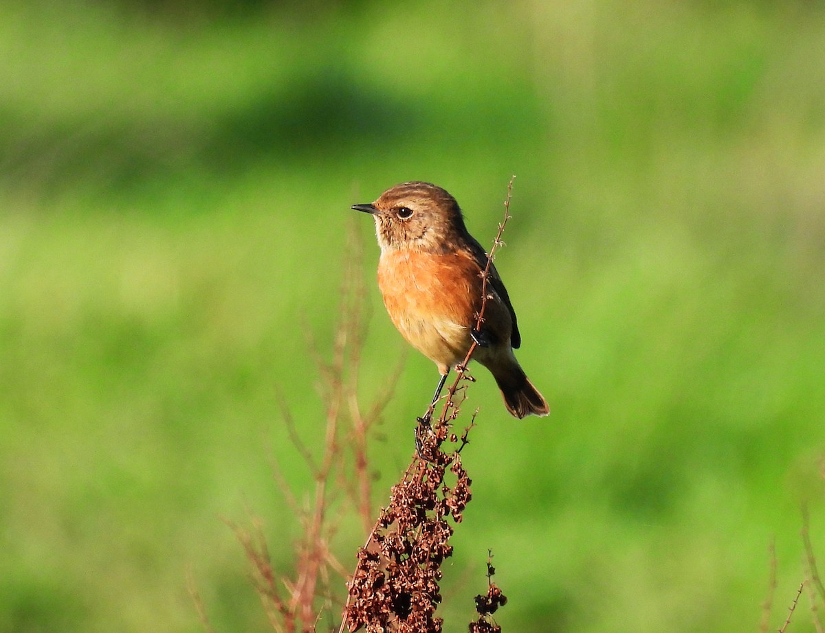 European Stonechat - ML644863300