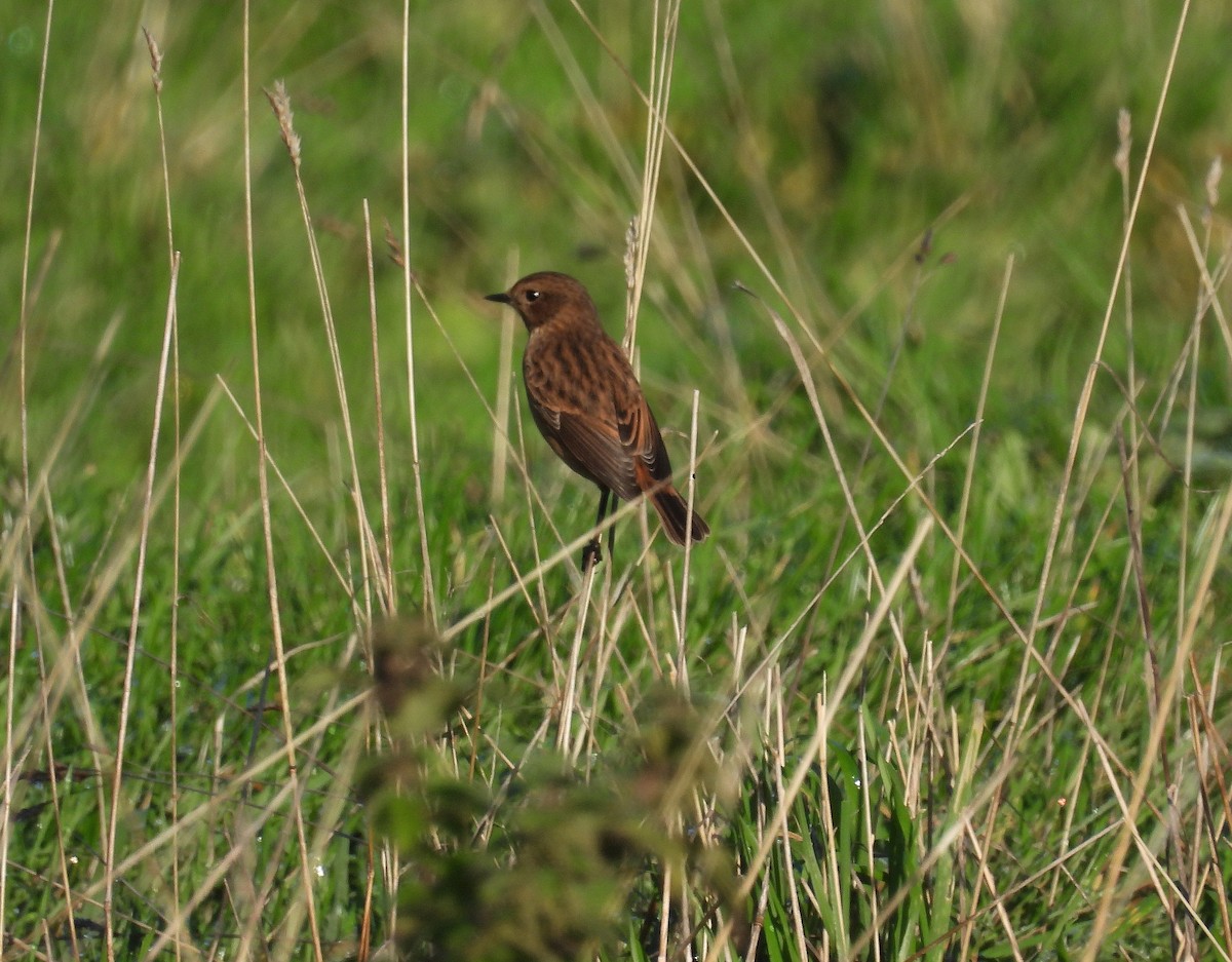 European Stonechat - ML644863301