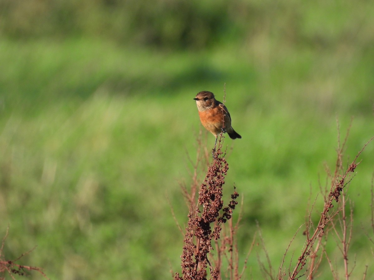 European Stonechat - ML644863302