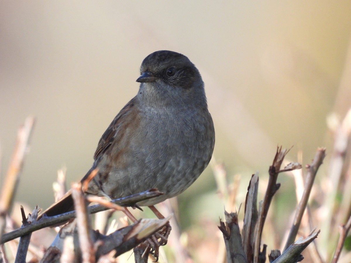 Dunnock - ML644863322